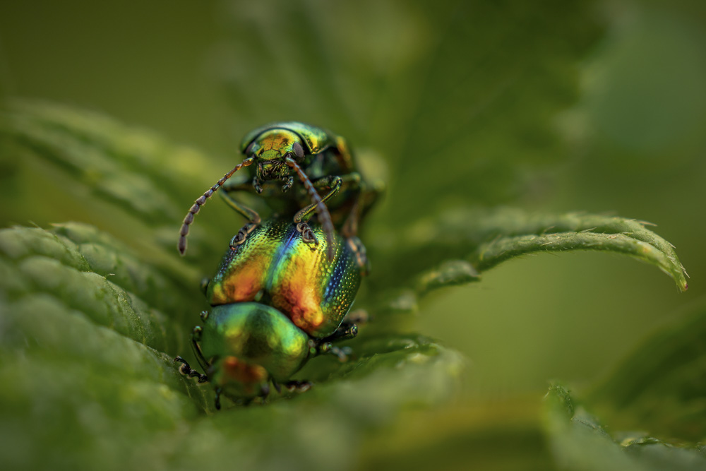 Platz 6 Kajetan Prinz